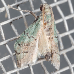 Cacotherapia flexilinealis