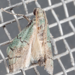 Cacotherapia flexilinealis