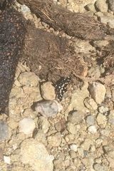 Pseudothyris sepulchralis