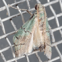 Cacotherapia flexilinealis