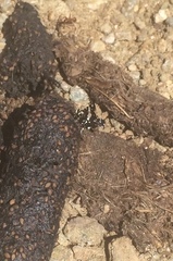 Pseudothyris sepulchralis