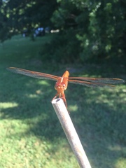 Libellula croceipennis