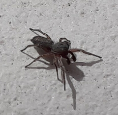 Tutelina