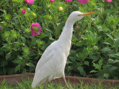 Bubulcus ibis