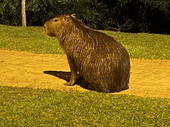 Hydrochoerus hydrochaeris