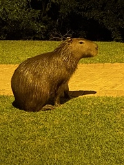 Hydrochoerus hydrochaeris