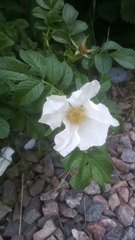 Rosa rugosa