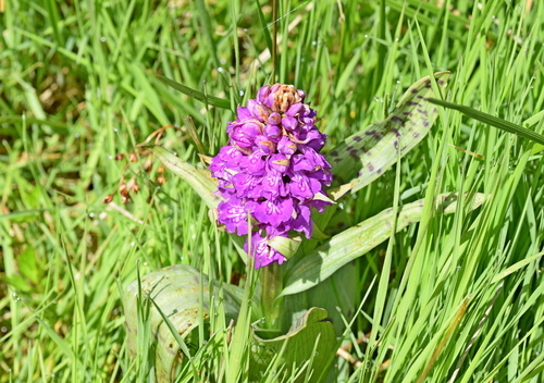 Image of Dactylorhiza cordigera by (c) Kostas Zontanos, some rights reserved (CC BY)