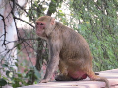 Macaca mulatta