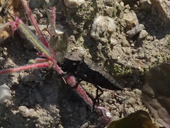 Capnodis tenebricosa