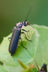 Podabrus brevicollis