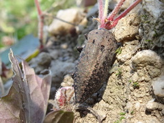 Capnodis tenebricosa