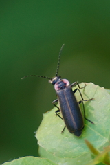 Podabrus brevicollis