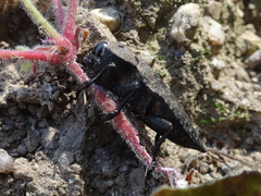 Capnodis tenebricosa