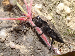 Capnodis tenebricosa
