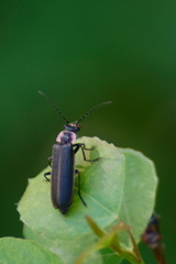 Podabrus brevicollis
