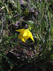 Calochortus amabilis