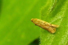 Tischeria quercitella