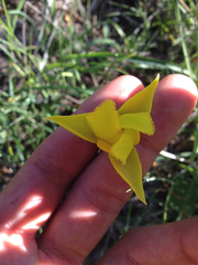 Calochortus amabilis