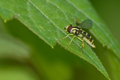 Xanthogramma flavipes