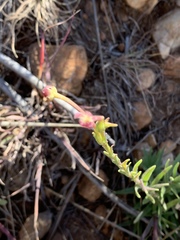 Zaluzianskya elongata