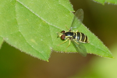 Xanthogramma flavipes