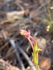 Zaluzianskya elongata