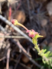 Zaluzianskya elongata