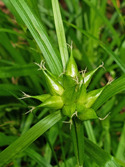 Carex intumescens