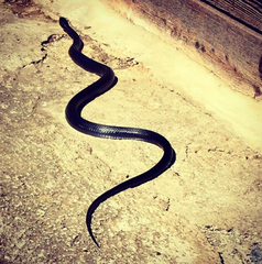 Hierophis viridiflavus carbonarius