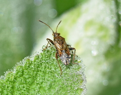 Stictopleurus punctatonervosus