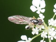 Sphegina