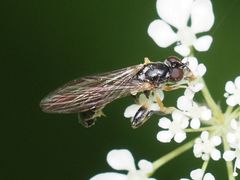 Sphegina