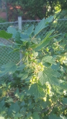 Ribes rubrum