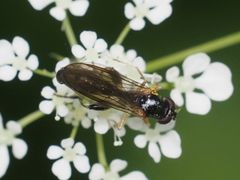 Sphegina