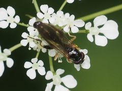 Sphegina
