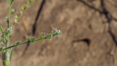 Cryptantha muricata jonesii