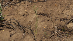 Cryptantha muricata jonesii