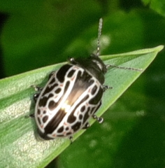 Calligrapha elegantula