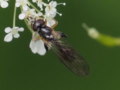 Sphegina