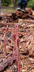 Corallorhiza maculata