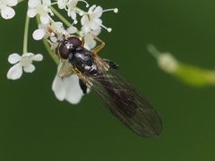 Sphegina