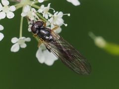 Sphegina