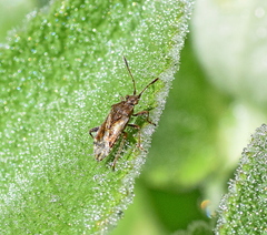 Stictopleurus punctatonervosus