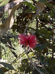 Calliandra dysantha