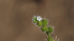 Cryptantha muricata jonesii