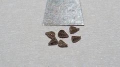 Cryptantha muricata jonesii