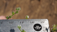 Cryptantha muricata jonesii