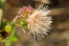 Cirsium fontinale obispoense