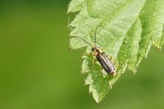 Rhagonycha oriflava